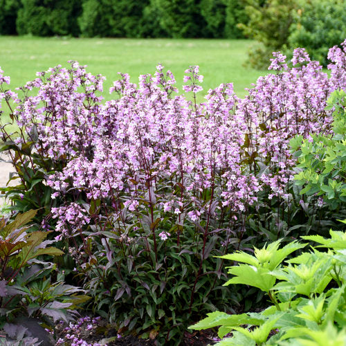 Beardtongue 'Midnight Masquerade'