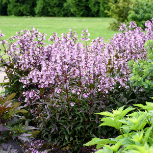 Beardtongue 'Midnight Masquerade'