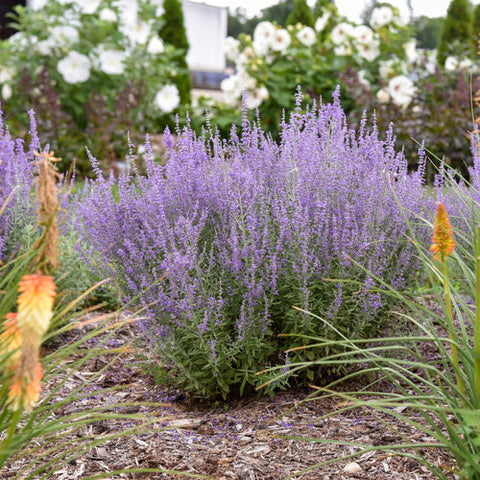 Russian Sage 'Sage Advice' PW