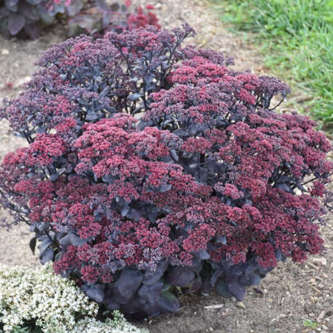 Sedum 'After Dark'