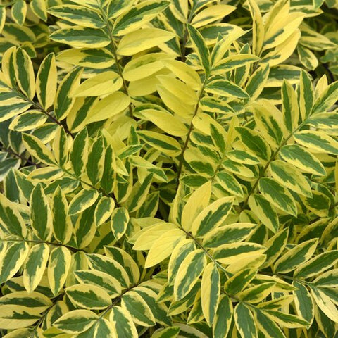 Jacob's Ladder 'Golden Feathers'