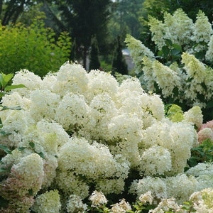 Hydrangea 'Puffer Fish'