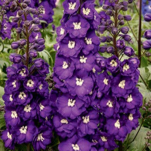 Delphinium 'Purple Passion'