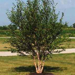 River Birch - Large Caliper