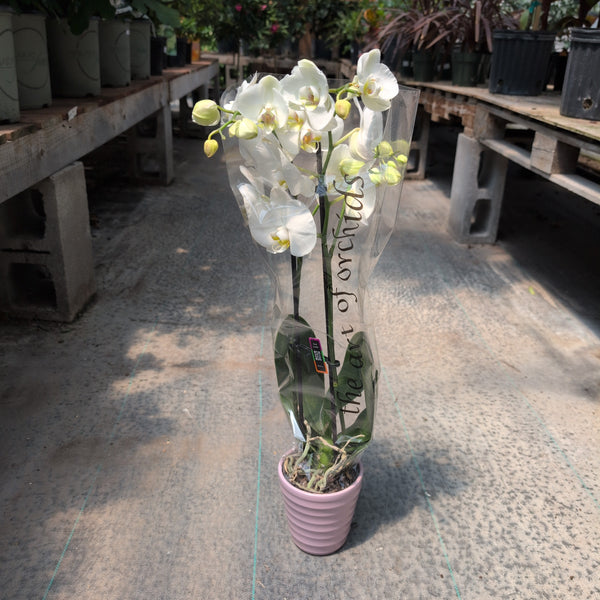 Orchid 5" Ceramic Pot 2 Spikes