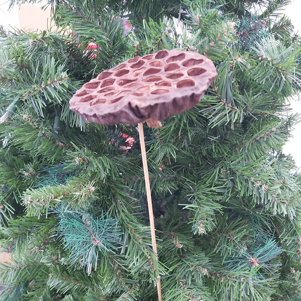 Lotus pods - single pick