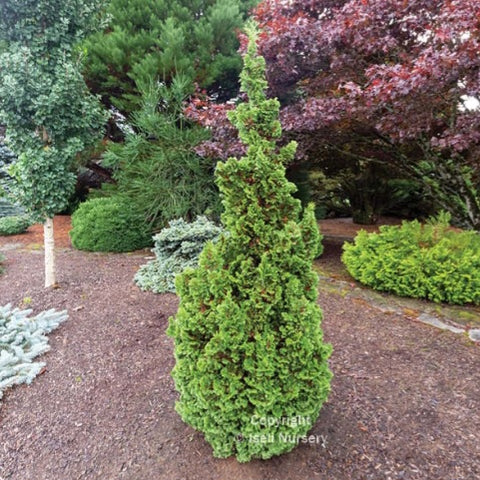 Kelsoki Spire Arborvitae