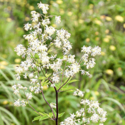 Tall Meadow Rue - Native