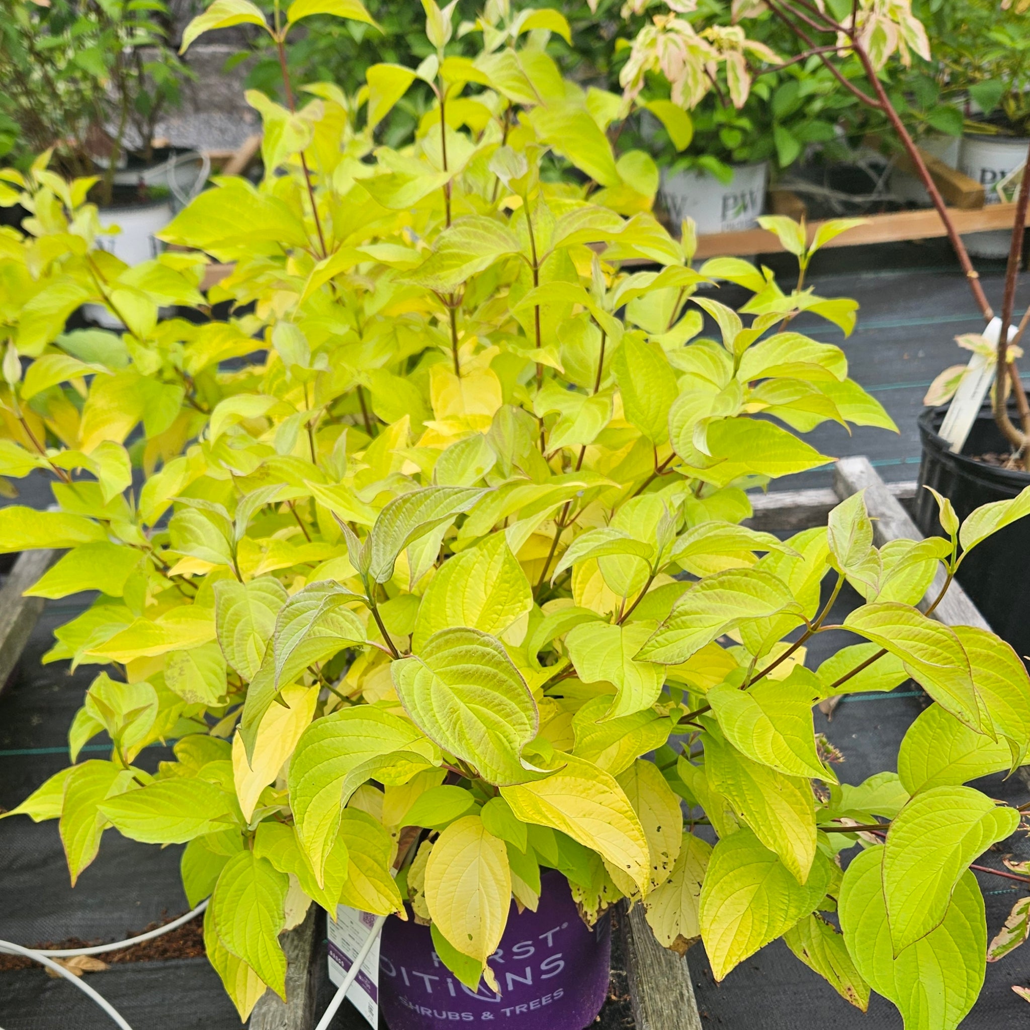 Dogwood 'Neon Burst'