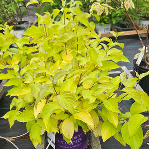 Dogwood 'Neon Burst'