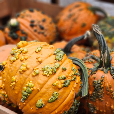 Witch's Pumpkins - Large