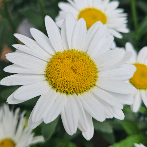 Shasta Daisy 'Superbum White Cap'