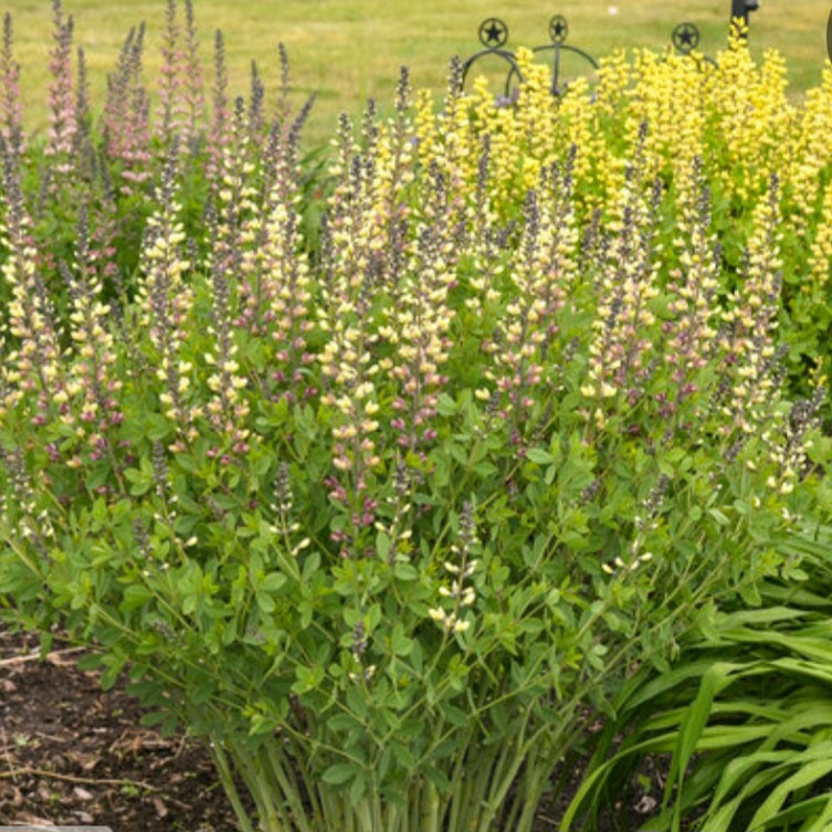 Baptisia 'Pink Lemonade' PW