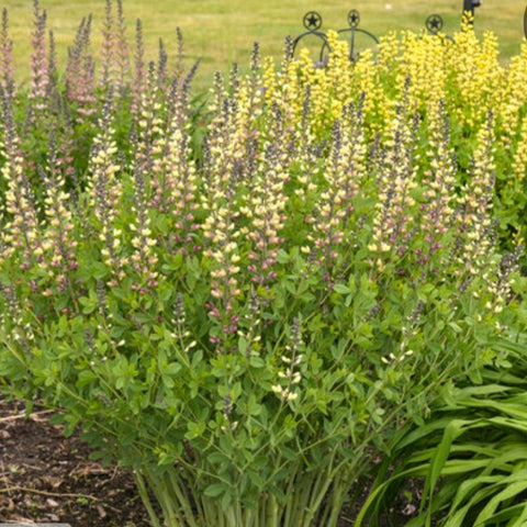 Baptisia 'Pink Lemonade' PW