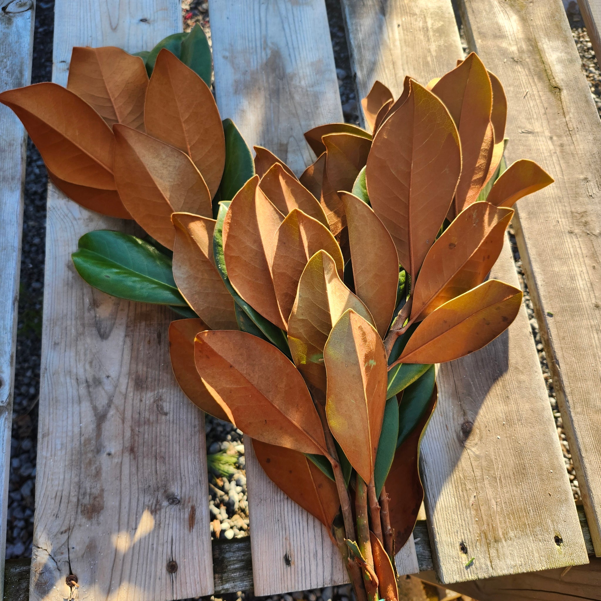 Magnolia Leaves Bundle