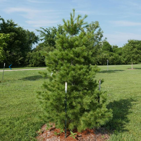 Eastern White Pine