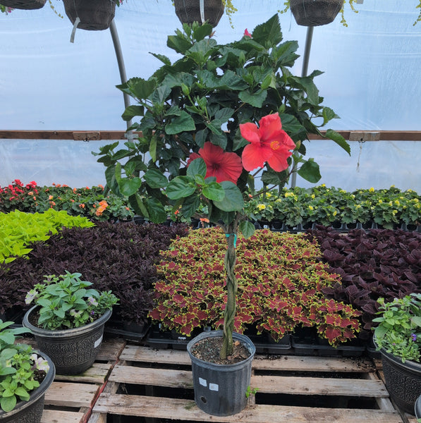 Hibiscus - Braid Form 10" PINK