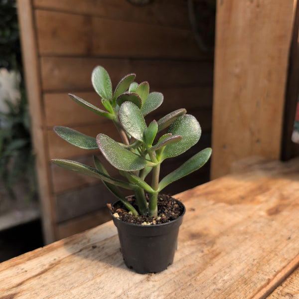 Crassula 2.5" - Assorted