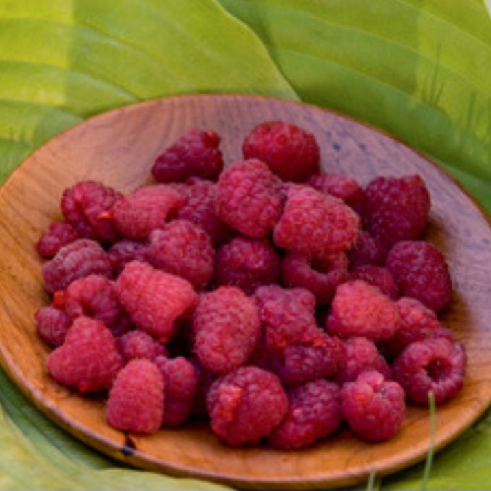 Raspberry 'Heritage'