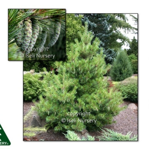Eastern White Pine 'Macopin'