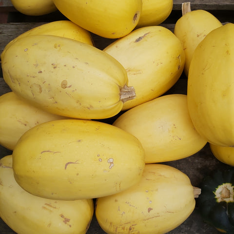 Spaghetti Squash