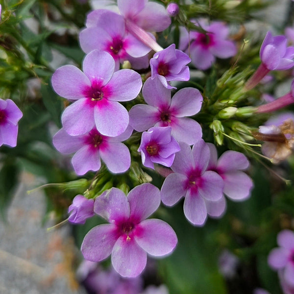 Phlox 'Early Lavender Pop'