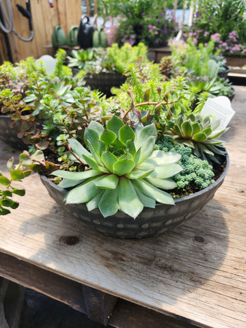 Sunvivor 'Table Top Planter'