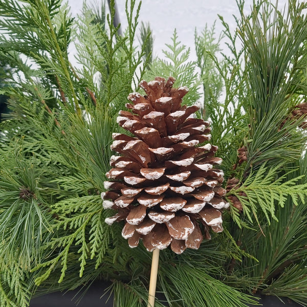 Jumbo pinecone pick - white tips