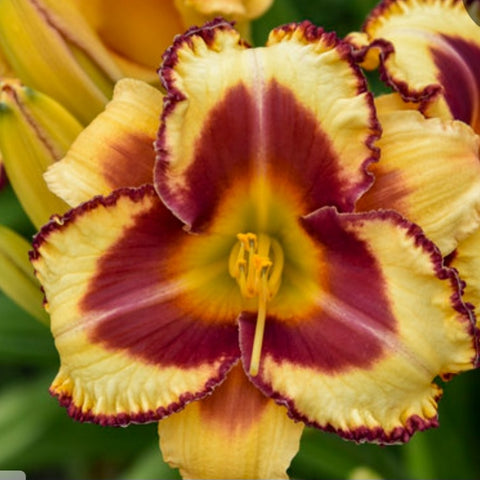 Hemerocallis 'Blazing Glory' PW