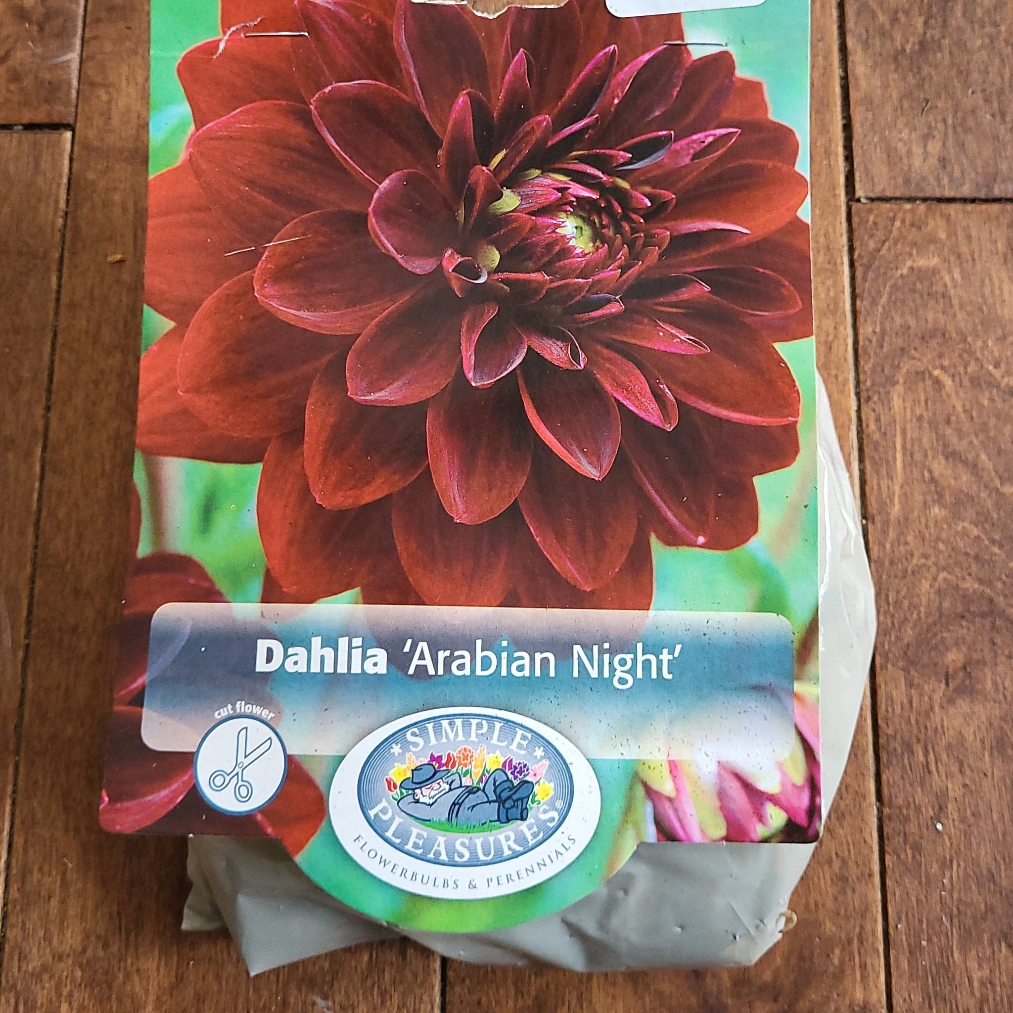 Dahlia Bulb 'Arabian Night'