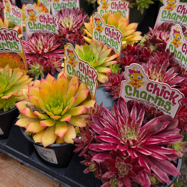 Sempervivum Chick Charms 'Lotus Blossom and Gold Nugget'