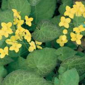 Barrenwort 'Frohnleiten'