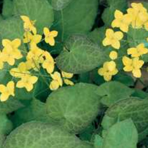 Barrenwort 'Frohnleiten'
