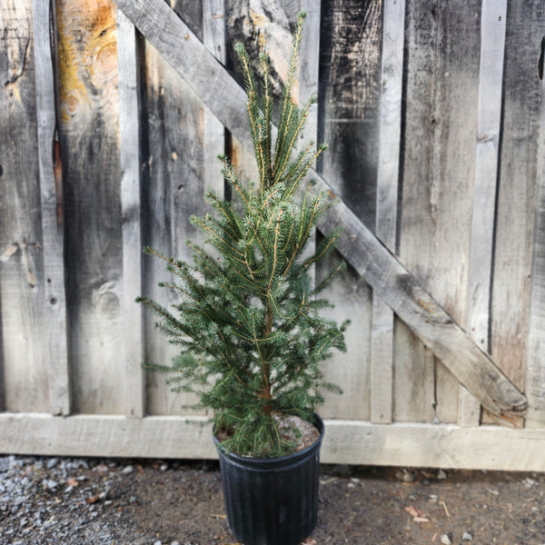 Live Potted Christmas Tree - Spruce 2'-3'