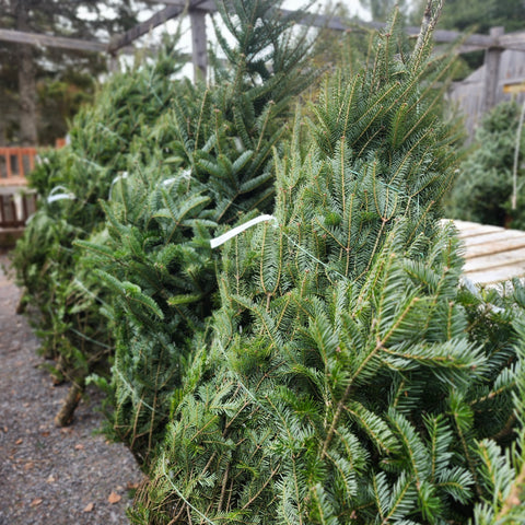 Christmas Tree - Balsam Fir