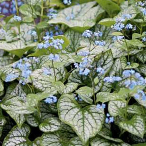 Brunnera 'Jack Frost’