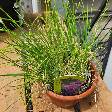 Chives 6”