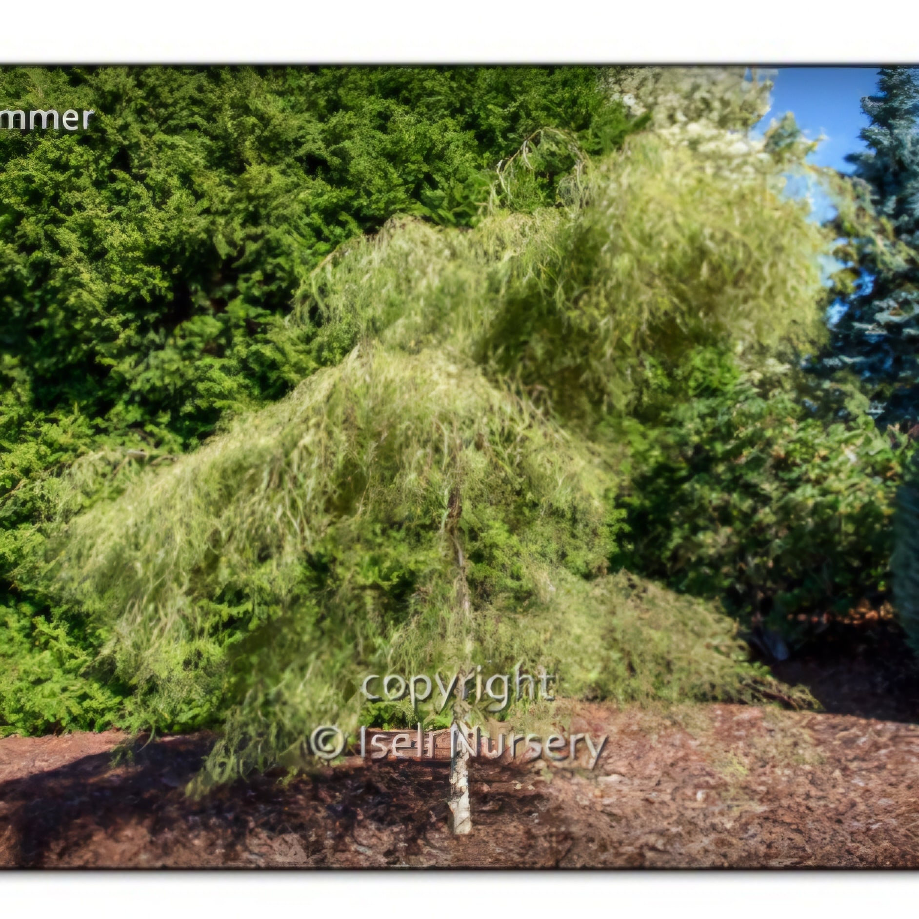 Whitebark Birch 'Tickle Creek'