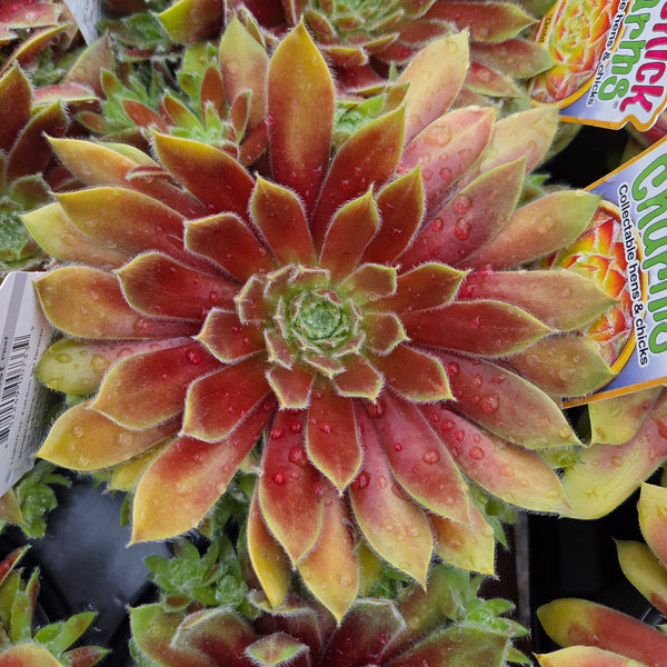 Sempervivum 'Gold Rush'