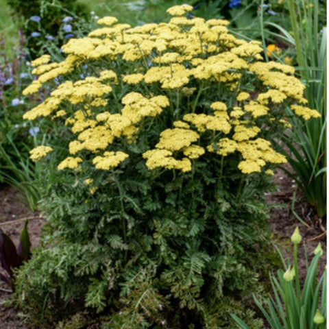 Yarrow 'Firefly Sunshine' PW