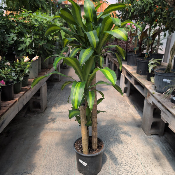10" Dracaena Massangeana 3-2-1