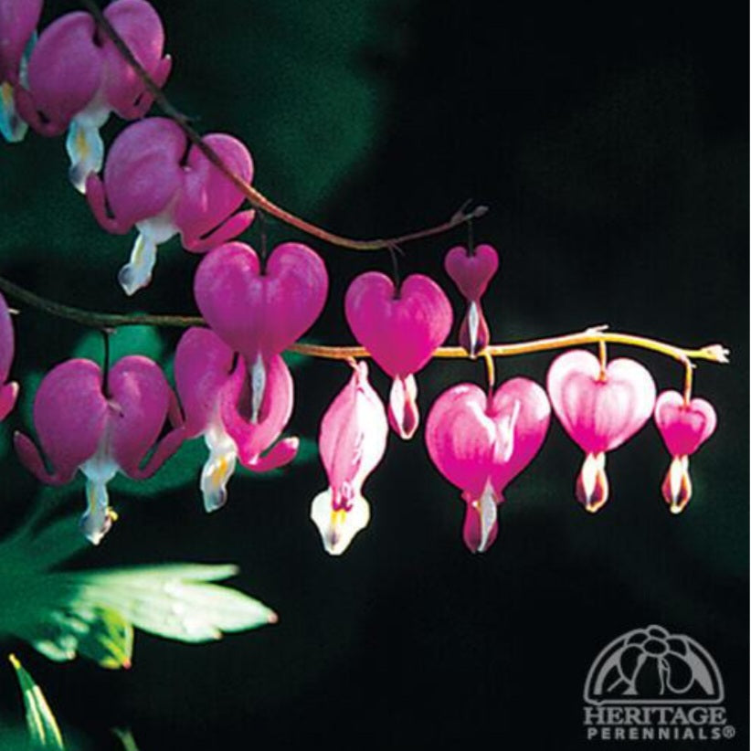 Bleeding Heart 'Spectabilis'