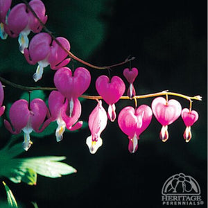 Bleeding Heart 'Spectabilis'