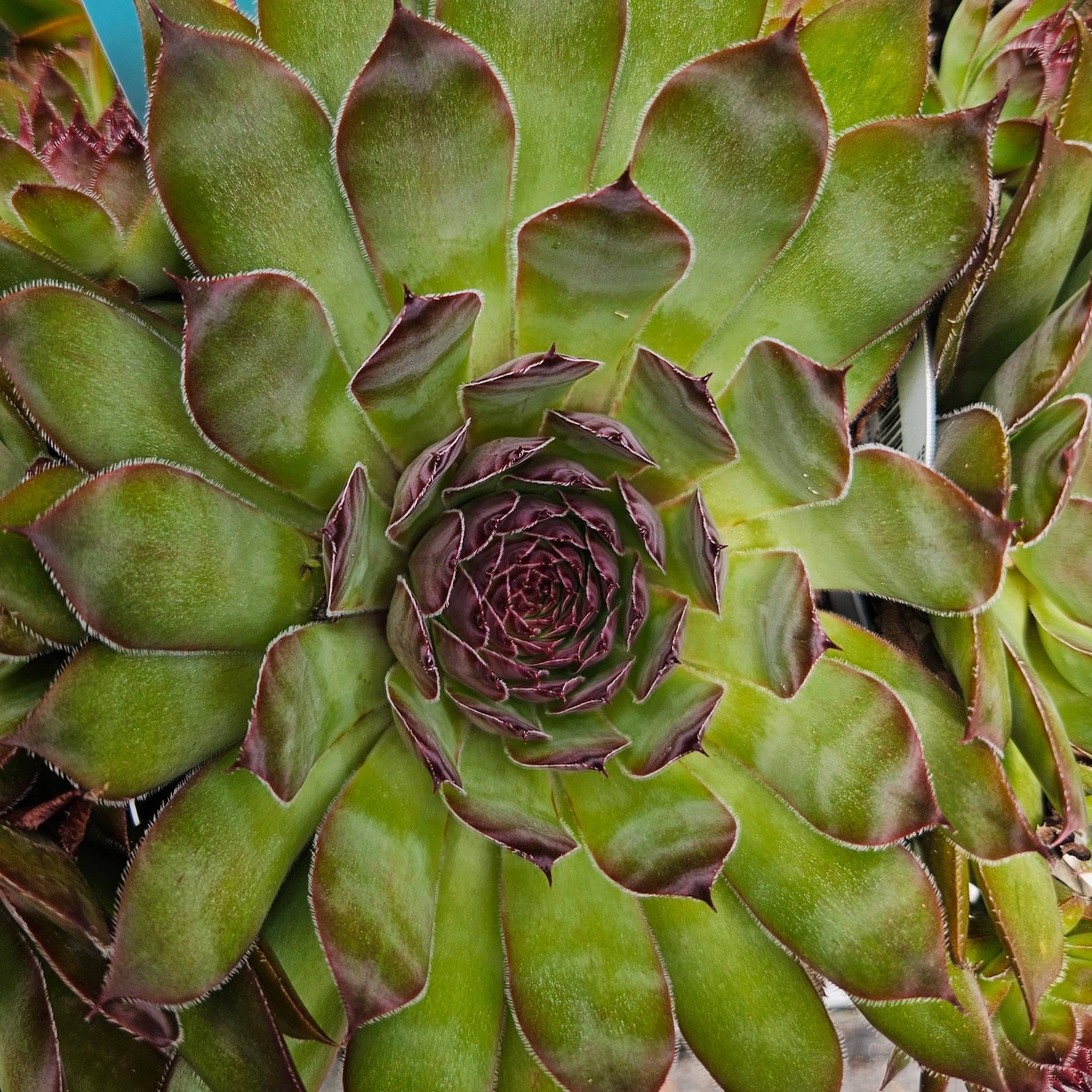Sempervivum ‘Tip Top’