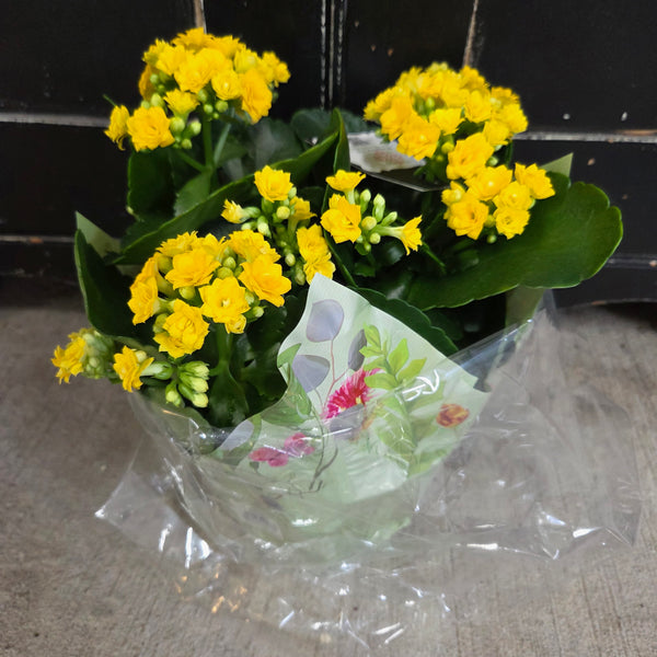 Spring Flowering - Assorted