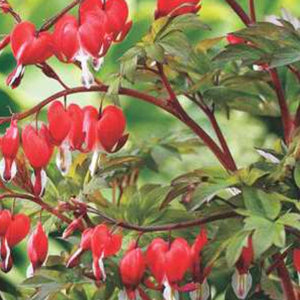 Bleeding Heart 'Valentine'