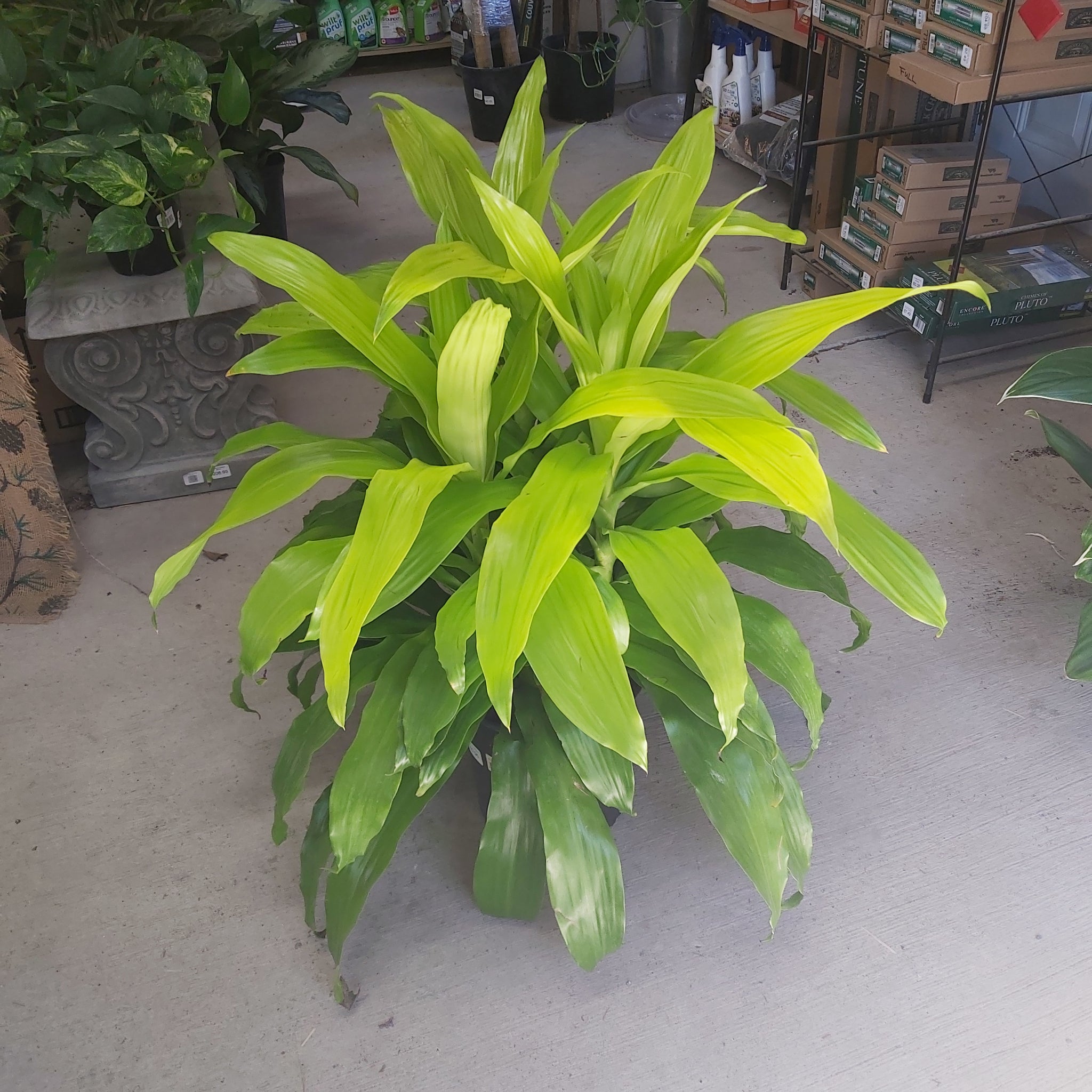Dracaena 'Limelight Bush X3PPP' 10"