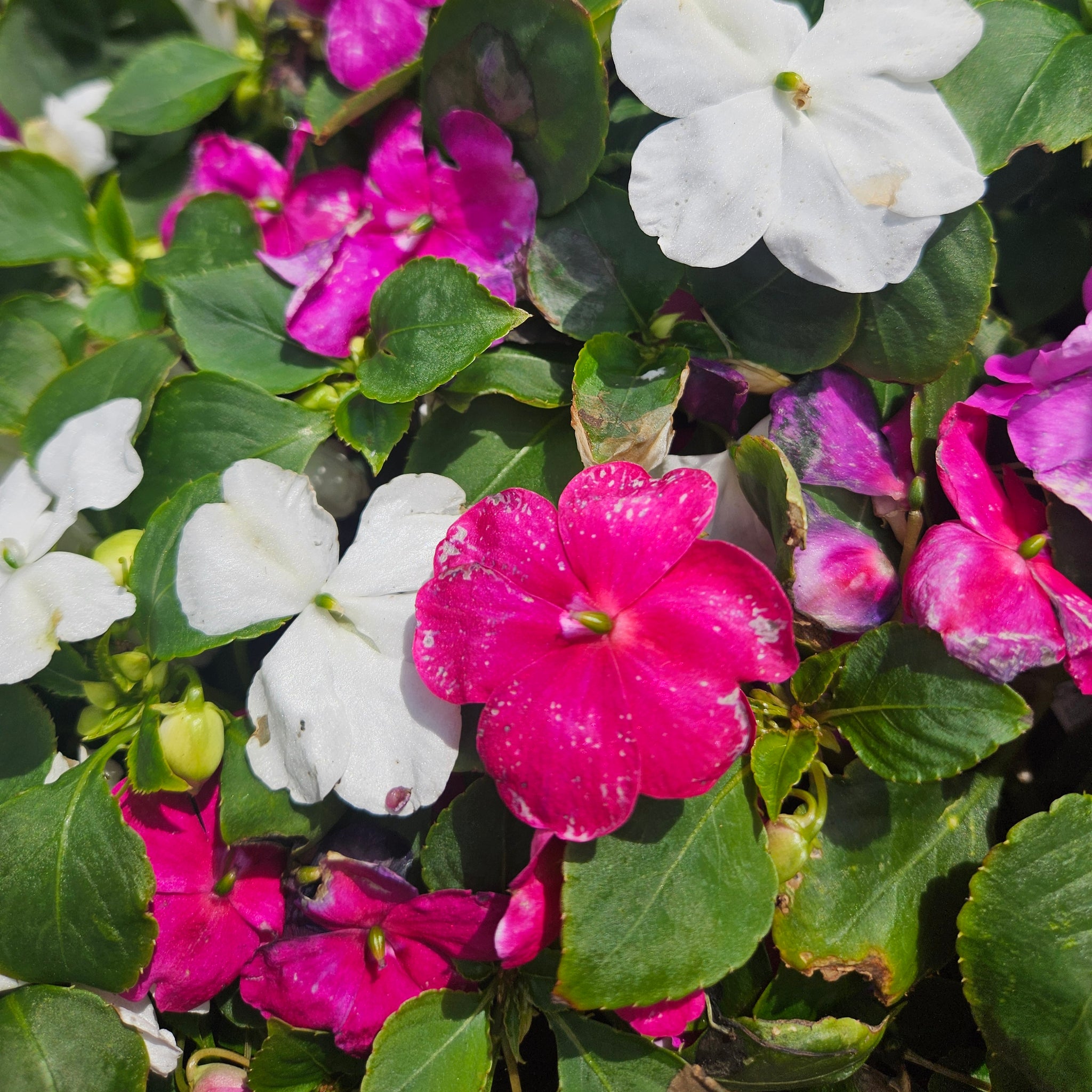 Impatiens  'Beacon Mix Chicago'