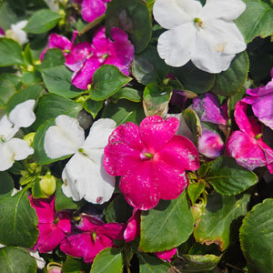 Impatiens  'Beacon Mix Chicago'