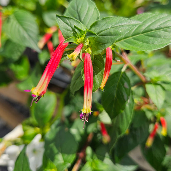 Cupea-ignea ' Hummingbird's Lunch'